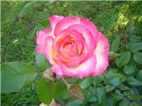 34414678-Picture 008.jpg